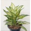 Aglaonema First Diamond ' Petch nam Nueng'