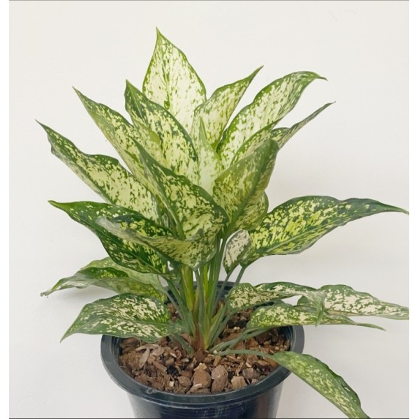 Aglaonema First Diamond ' Petch ...