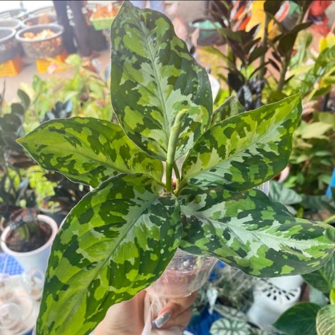 Aglaonema Pictum Tri Color ( 2 leaf )
