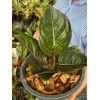 Aglaonema Rotundum Ashe