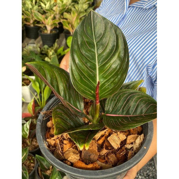 Aglaonema Rotundum Ashe