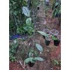 Aeschynanthus Radicans (Lipstick Vine)