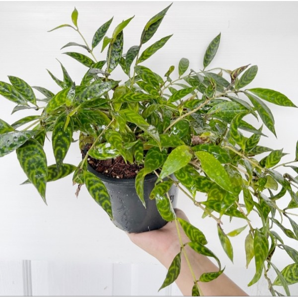 Aeschynanthus Marmoratus (Zebra Basket Vine)
