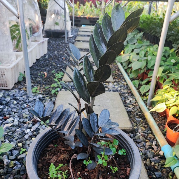 Zamioculcas Zamiifolia Black (Dwarf)