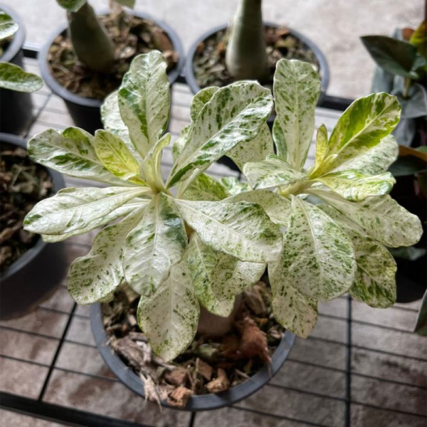 Adenium Marble