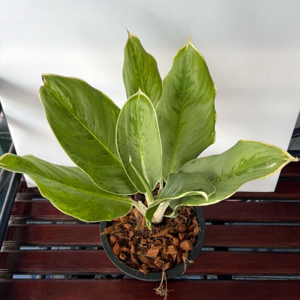 Aglaonema Mook Liam Tong