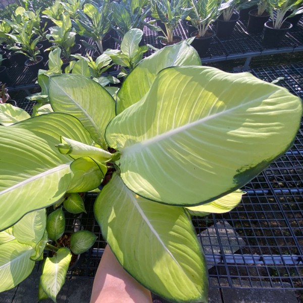 Aglaonema Moonlight 'Sang Chantra'