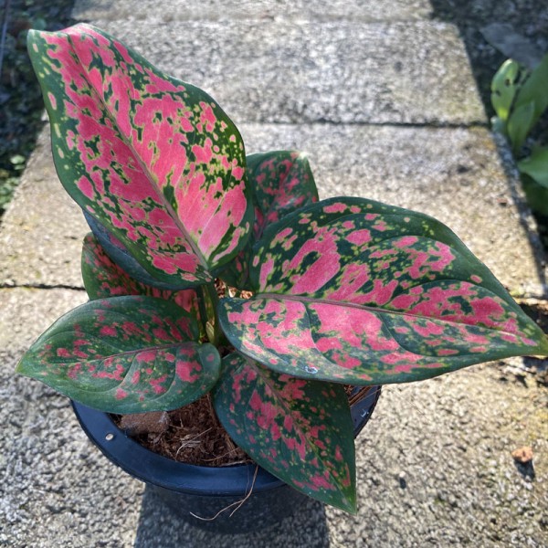 Aglaonema Red Jewel 'Anyamaneedang'