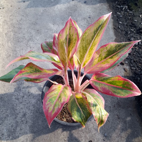 Aglaonema Siam Aurora 'Sang Ngoen ...