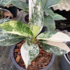 Aglaonema Siam Jade