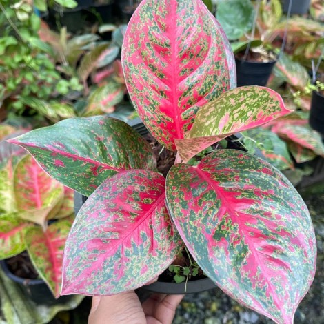 Thailand Aglaonema Sub MongKol | A leading Thai plant nursery, supplier ...