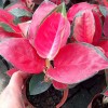 Aglaonema Super Red Star (Suk Somjai Pong)