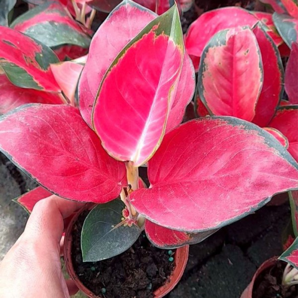 Aglaonema Super Red Star (Suk ...