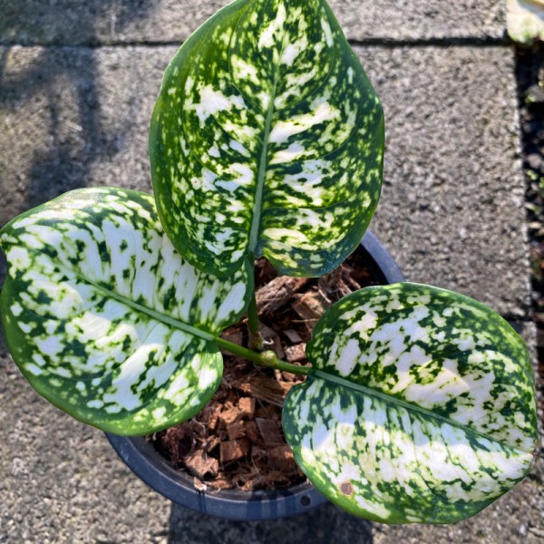 Aglaonema White Jewel 'Anyamanee Khao'