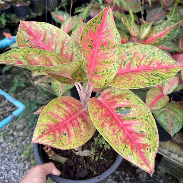 Aglaonema sp. Mahasetti