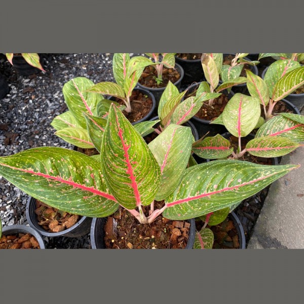 Aglaonema sp. Ruaylonfa