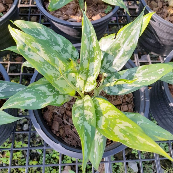 Aglaonema Setthi Ngern Lan