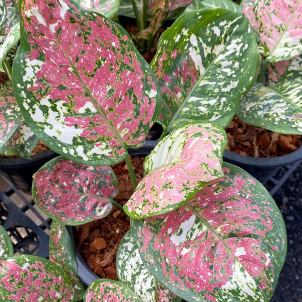 Aglaonema sp. Tricolor Anyamanee