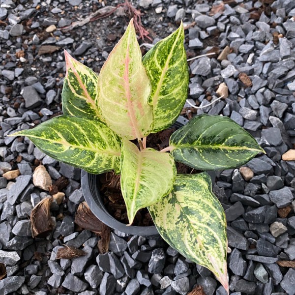 Aglaonema Lucky