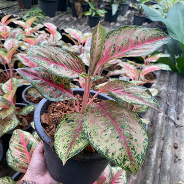 Aglaonema 10 Carat