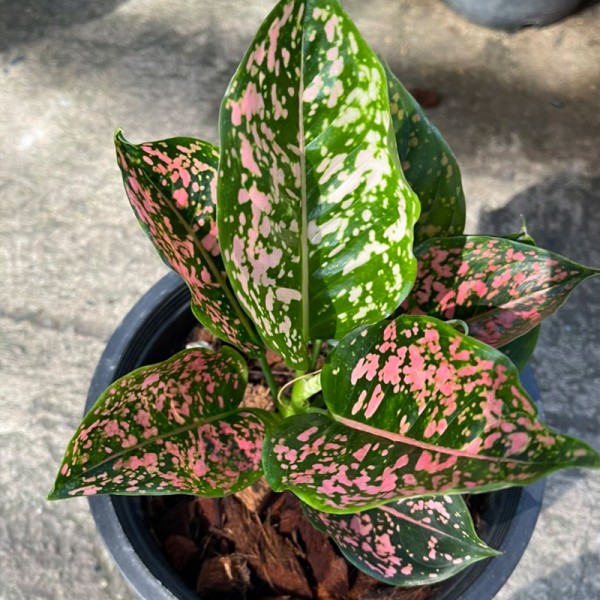 Aglaonema Chinese Ever Green ( ...