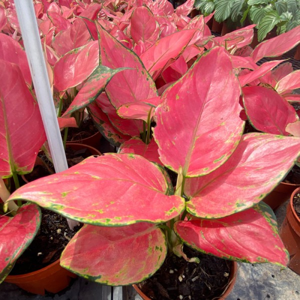 Aglaonema Super Red