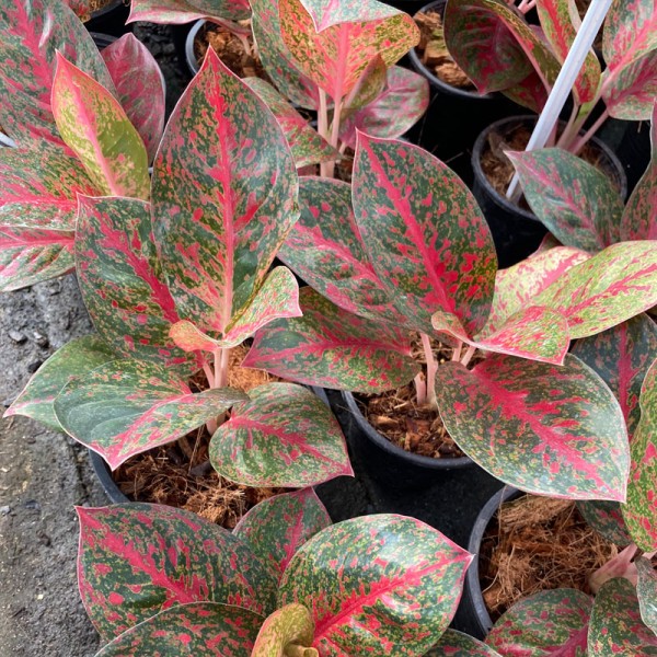 Aglaonema Tiara