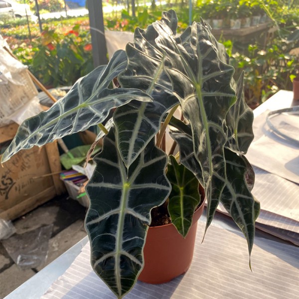 Alocasia Amazonia Bambino