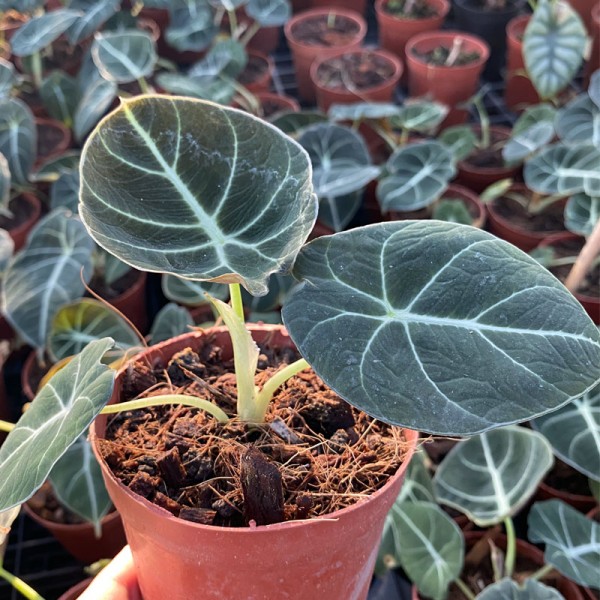 Alocasia Black Velvet