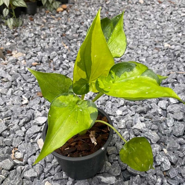 Alocasia Cucullata (Lour) G. Don ...