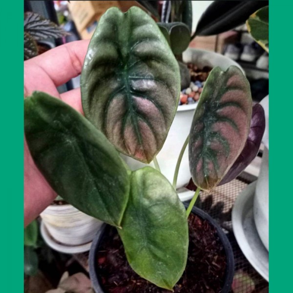 Alocasia Cuprea Red Secret