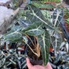 Alocasia Sanderiana Bull
