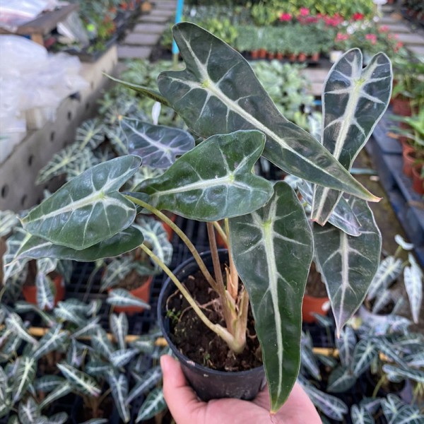 Alocasia Sanderiana Bull