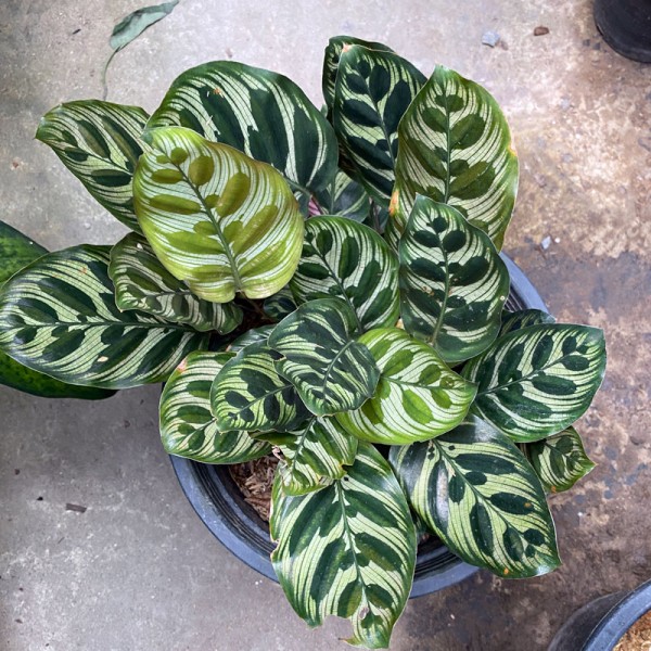 Calathea Makoyana E.Morien