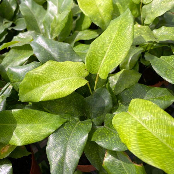 Calathea Musaica