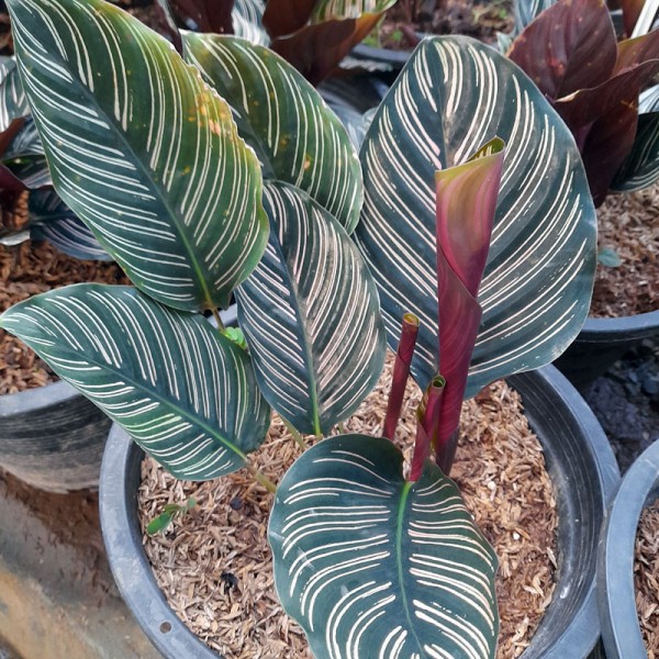 Calathea Ornata