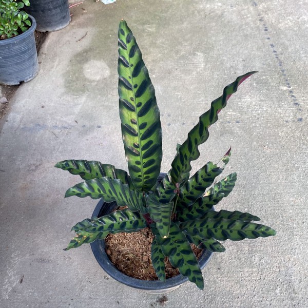 Calathea Lancifolia Boom