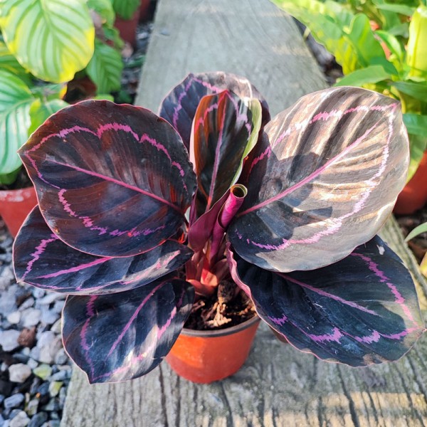 Calathea Ornata - Piante da appartamento - Consegna piante - Shopping online