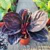 Calathea Roseopicta (Linden)  Regel Medallion Surprise Star