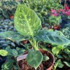 Dieffenbachia Reflector
