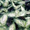 Dieffenbachia SPP