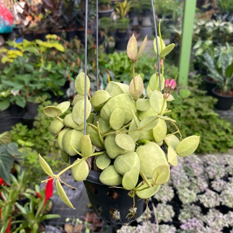 Dischidia Vidalii (Kangaroo Pocket)