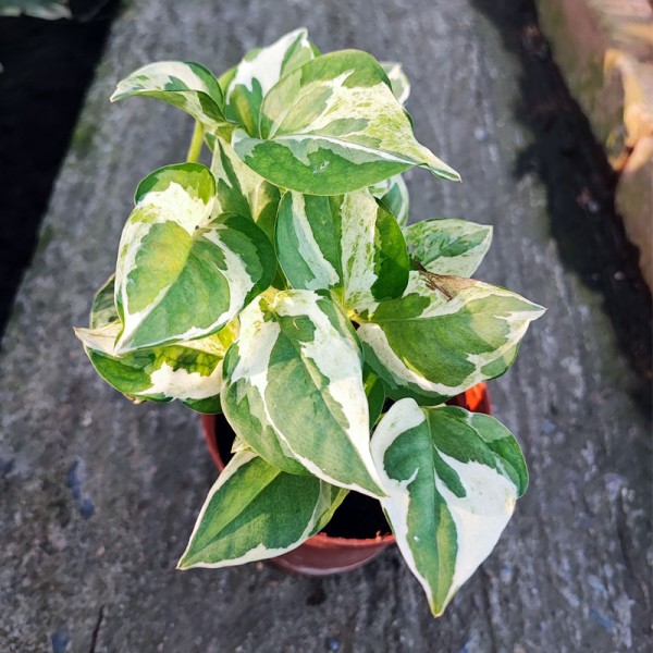 Epipremnum Auream