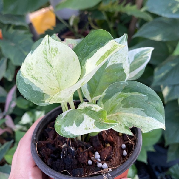Epipremnum Auream Manjula