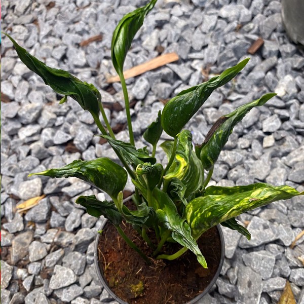Epipremnum Aureum Shangri-La