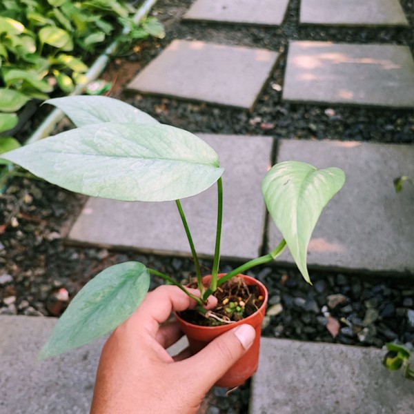 Epipremnum Cebu Blue