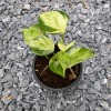 Epipremnum Marble Apple