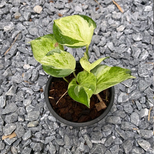Epipremnum Marble Apple
