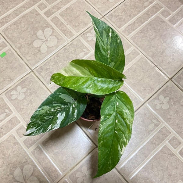 Epipremnum Pinnatum Variegated (Medium)