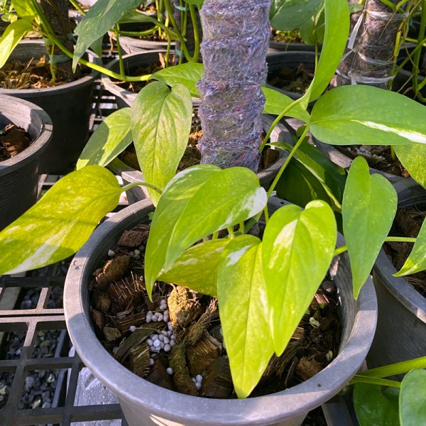 Epipremnum Pinnatum Yellow